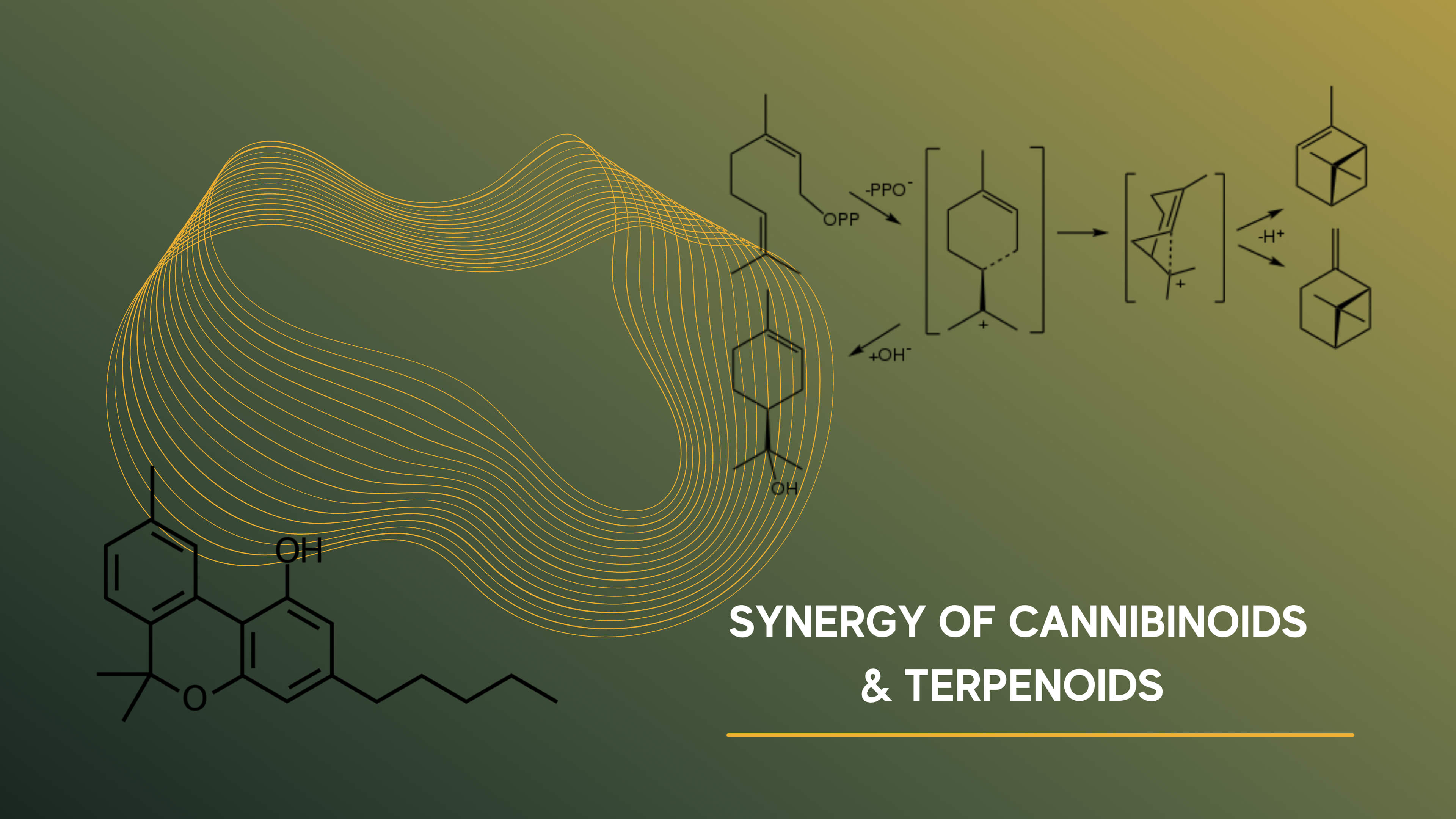 Graphic Synergy of cannabinoids and terpenoids science