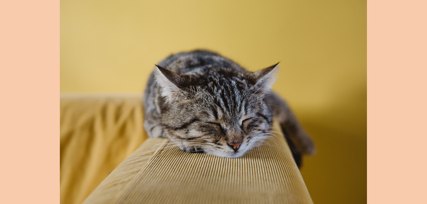 CBD for Cats: Is it Worth It?